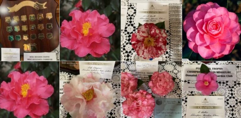 the fold illawarra berry camellia floral show 768x377